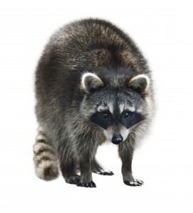 Young Raccoon Isolated On White Background