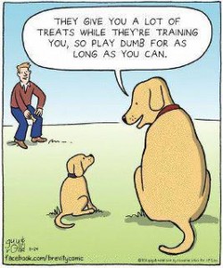 dumb dog trainer