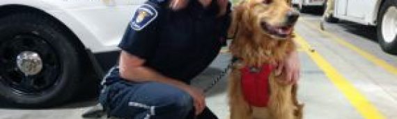 Meet Max, the dog who helps Ottawa paramedics deal with tough calls