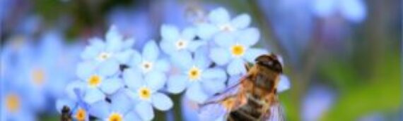 Anaphylaxis and the Bee