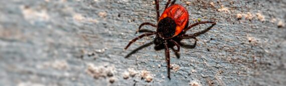 Ticks and Lyme disease are on the rise in Canada