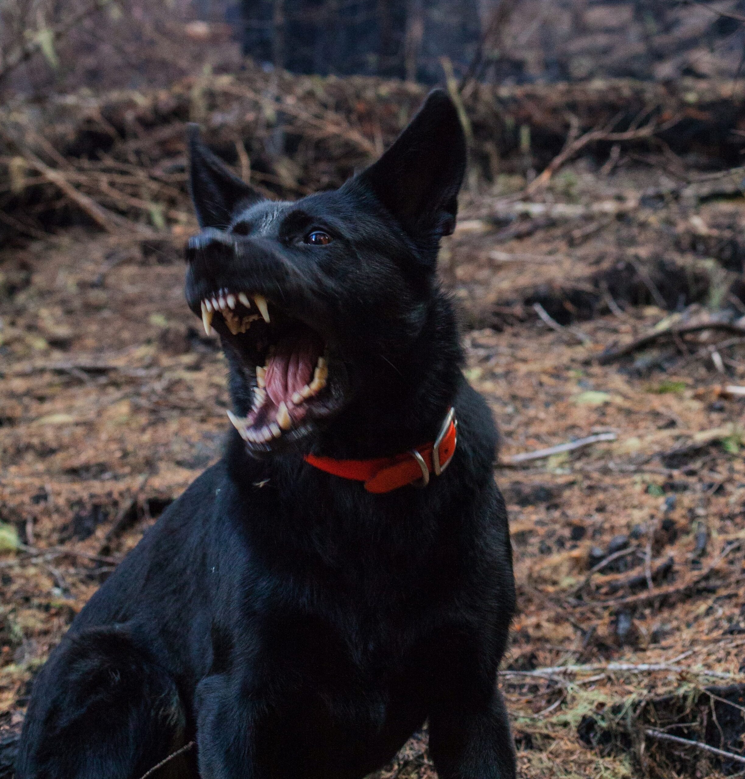 8 Dog Breeds And Their Bite Statistics: You Won'T Believe #7 - om3lce6